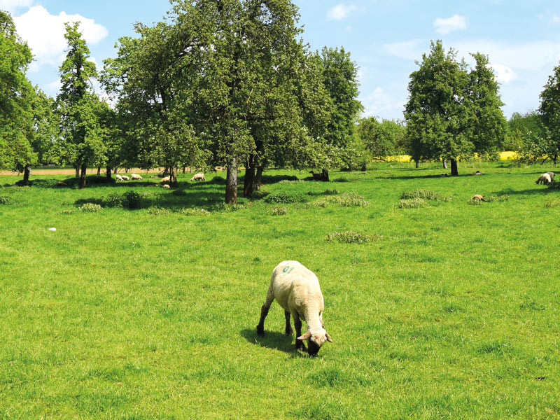 Erhalt von Streuobstwiesen durch traditionelle Pflege mit Schafen und Ziegen