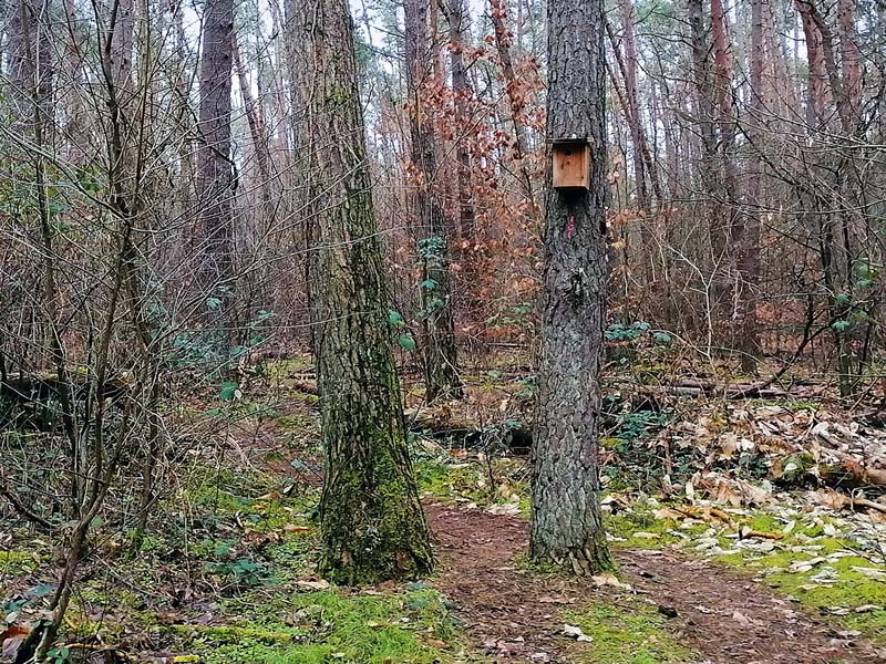 Fledermausprojekt für Kitas in Waldacker/Roedermark