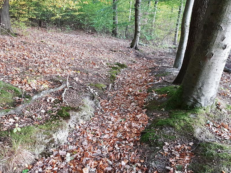 Der Hardwald in Bergheim - Mehr Regen im Wald lassen