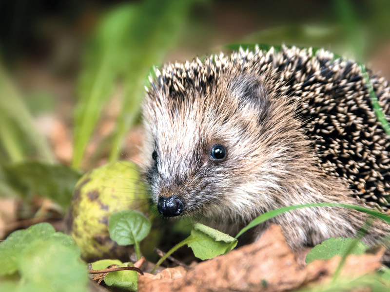 Vergroeßerung der Wildtierhilfe