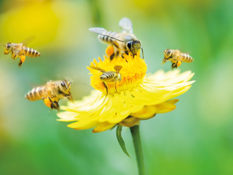 Der klimaresiliente Bienengarten des Bieneninstituts Kirchhain - Ein Schaugarten für Besuchergruppen