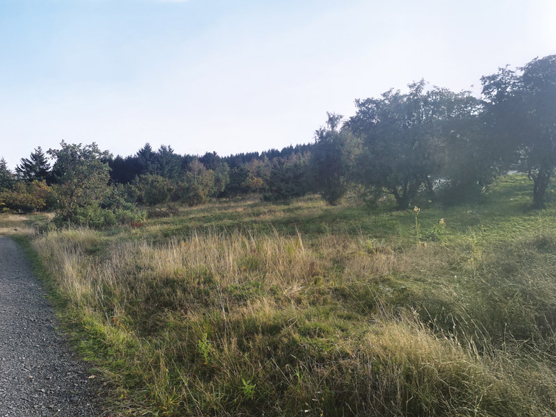 Wacholderheide
