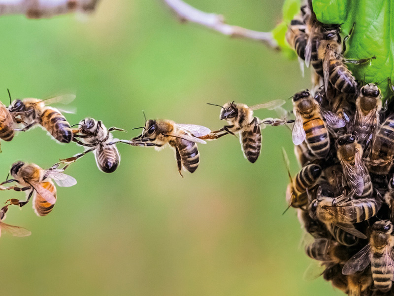 Bienenprojekt im Jugendwaldheim Hoher Meißner