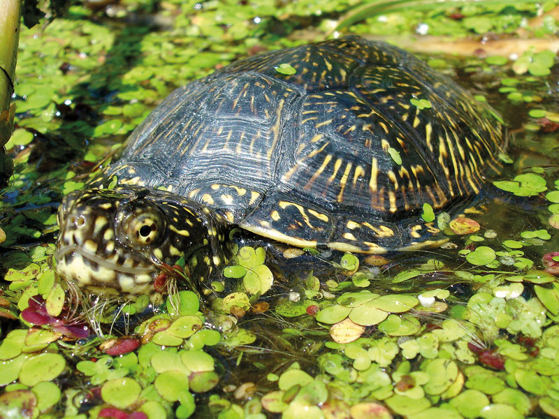 Wiederansiedlung der Europäischen Sumpfschildkröte