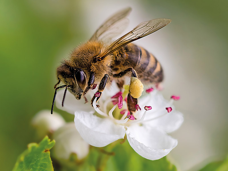 Unser Bienen-Garten Erlebnisprojekt