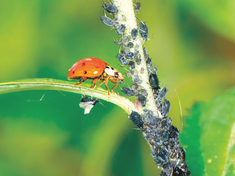 Eklig-nuetzlich-unersetzlich "Die Welt der Insekten in unseren Gaerten"