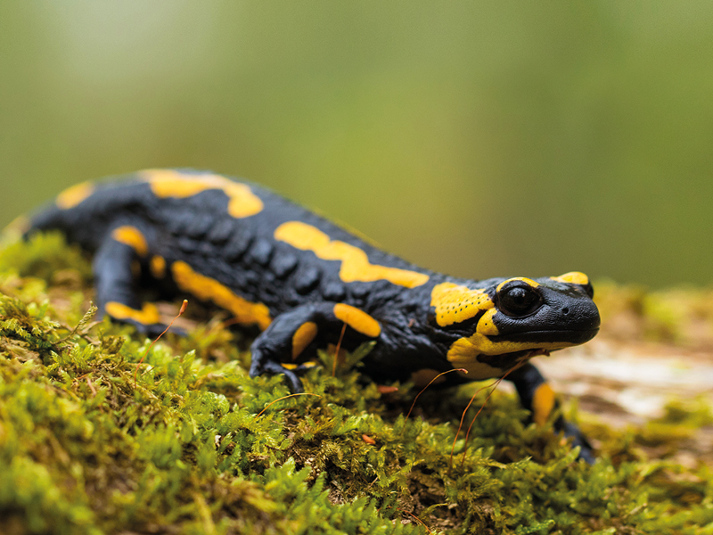 Feuersalamander macht Schule - Erhaltungszuchtprogramm für den Fortbestand der Feuersalamander