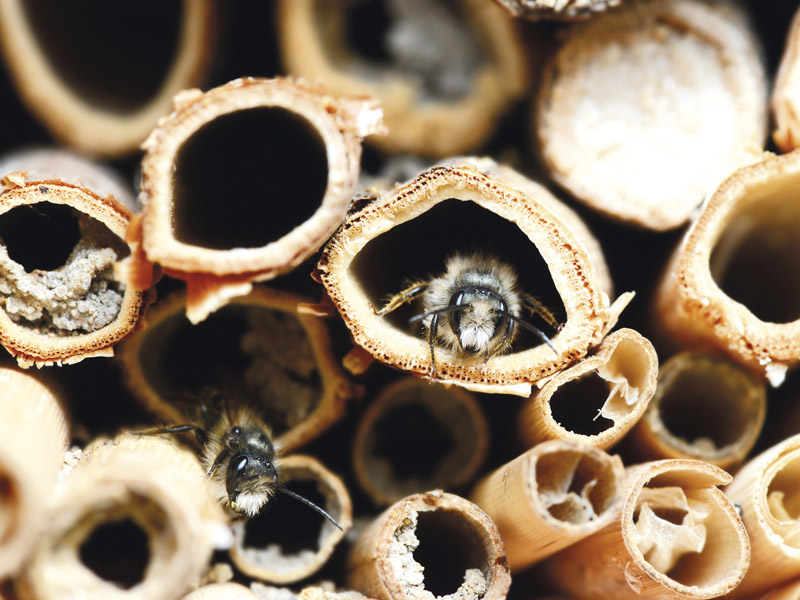  Das BeeMobil - eine bewegliche Ansiedlungshilfe für solitäre Bienen und Insekten