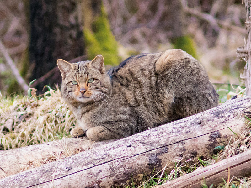 Lebt die Wildkatze auch in Butzbachs Wäldern?