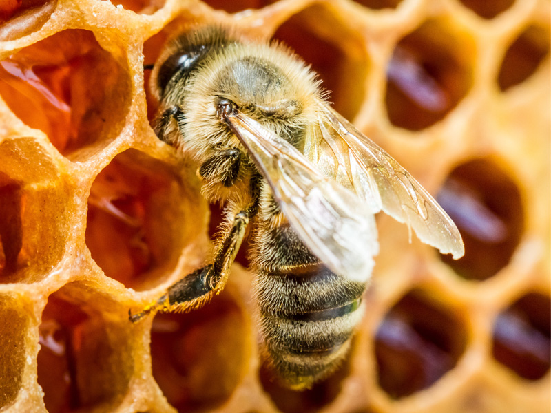 Was haben Bienen mit Äpfeln zu tun?