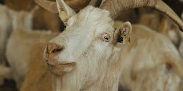 Tierische Mäher mit Biss