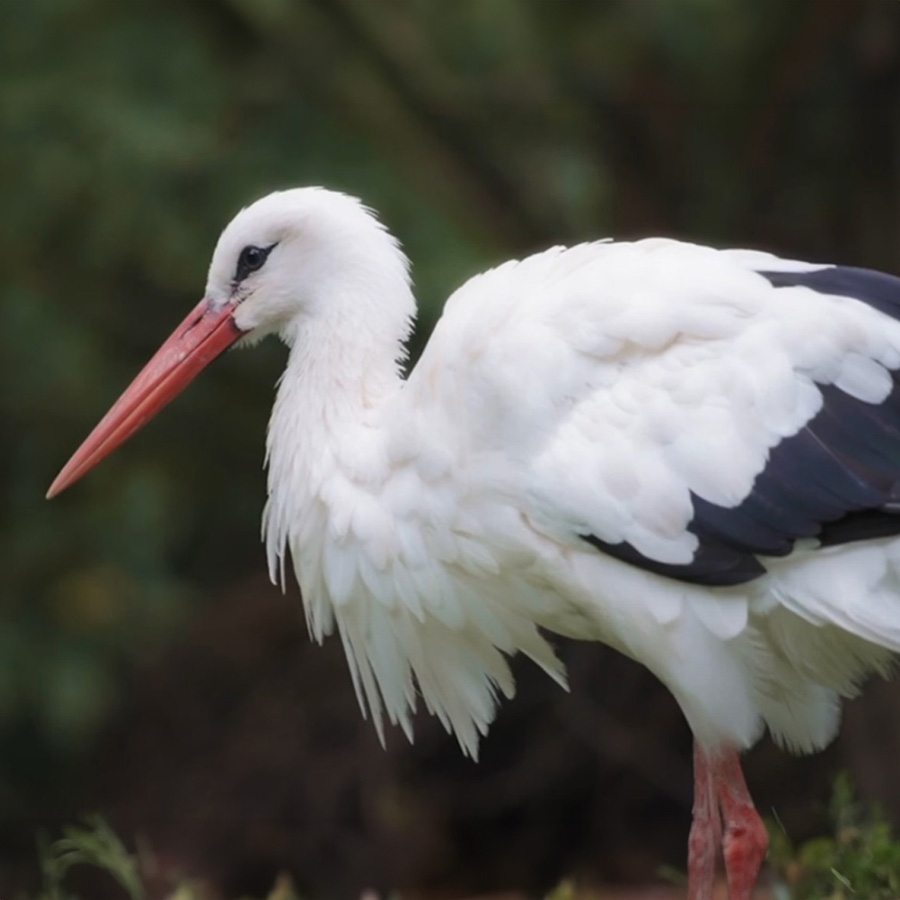 Ein Nest für den Weißstorch – Ein Gewinn für die Natur
