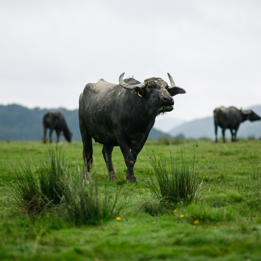 Warum der Wasserbüffel der Natur in Hessen hilft