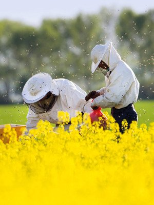 Gewinner-Projekt: Lehrbienenstand beim Vereinsgelände des Bienenzüchtervereins Bensheim