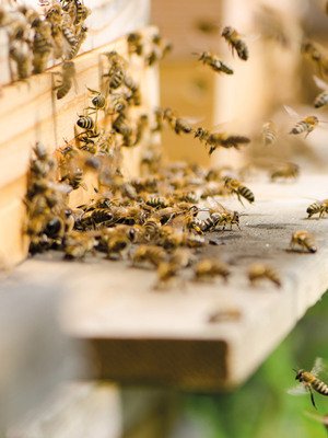 Gewinner-Projekt: Wesensgerechte Bienenhaltung - Schaffung von artgerechten Lebensräumen