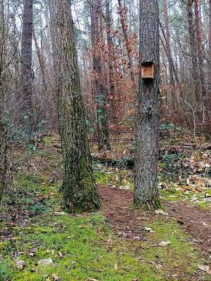Gewinner-Projekt: Fledermausprojekt für Kitas in Waldacker/Rödermark