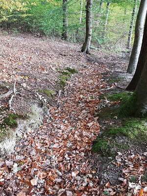 Gewinner-Projekt: Der Hardwald in Bergheim - Mehr Regen im Wald lassen