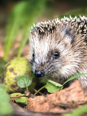 Gewinner-Projekt: Vergrößerung der Wildtierhilfe