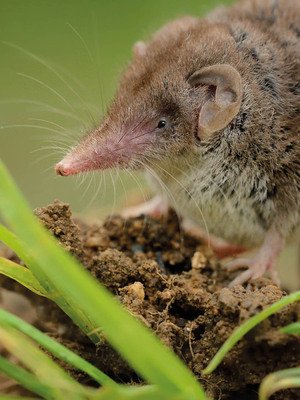 Gewinner-Projekt: Private Pflegestelle für Fledermäuse und Kleinnager "Flederfrau"