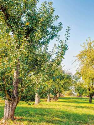 Gewinner-Projekt: Streuobstwiesenpflege in Otzberg