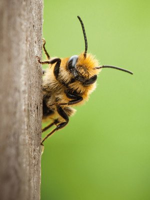 Gewinner-Projekt: Bienenretter-Automaten bei unseren Kindergärten für unsere Bienen und heimische Insektenwelt