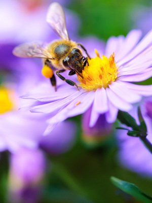 Gewinner-Projekt: Blumenwiese für Bienen und Insekten