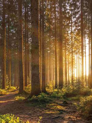Gewinner-Projekt: Walderhalt und Förderung des Waldes in Rhein-Main unter den Auswirkungen des Klimawandels