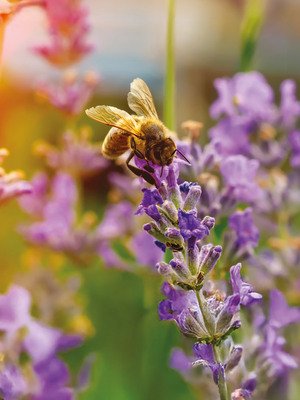Gewinner-Projekt: Bienenretter in Reiskirchen und Umgebung