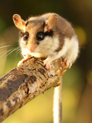 Gewinner-Projekt: Versteckmöglichkeiten für Gartenschläfer