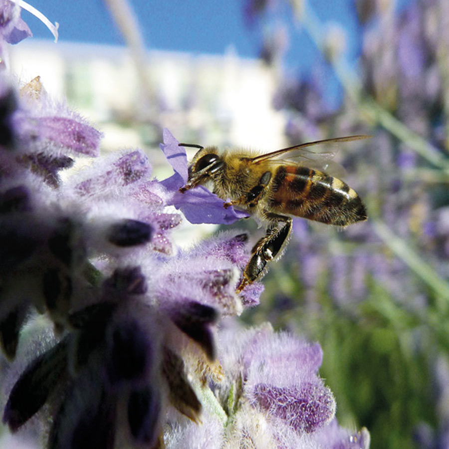 GENAU ermöglicht Insektenlehrpfad