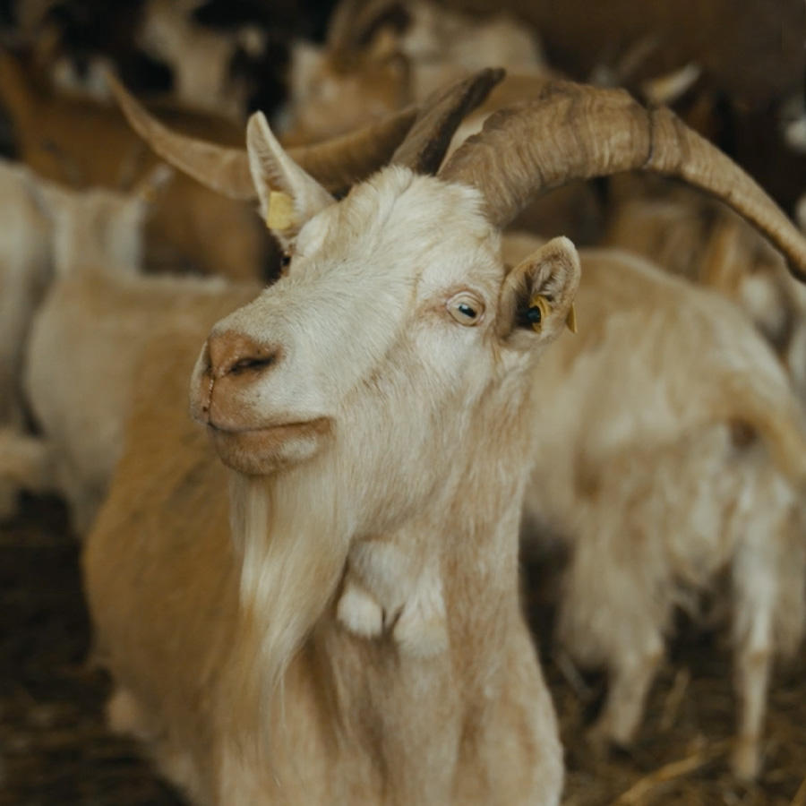 Tierische Mäher mit Biss