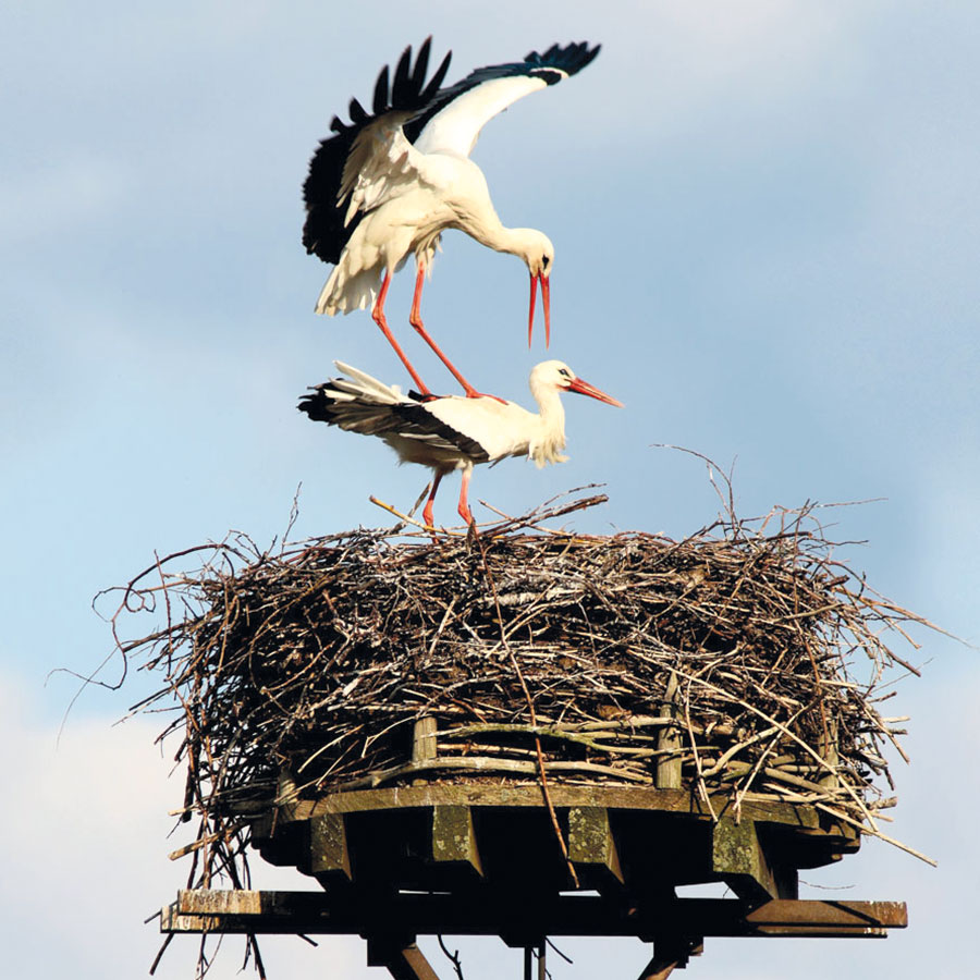 GENAU schafft tierischen Wohnraum 