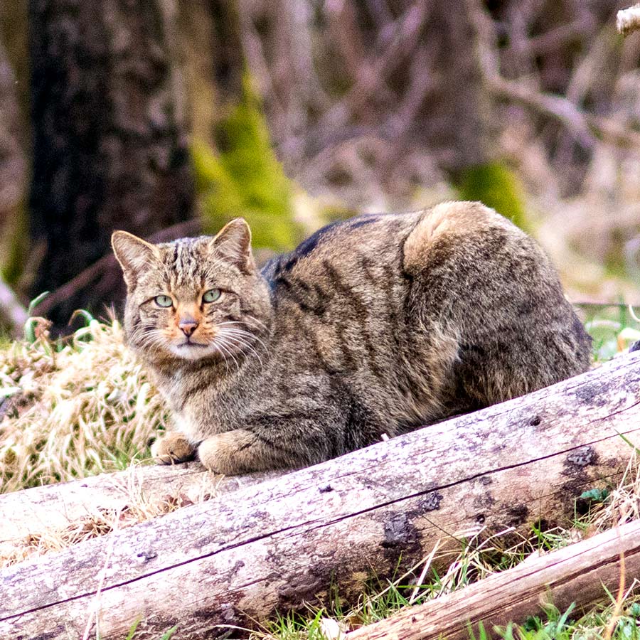 Mäuse für die Wildkatze