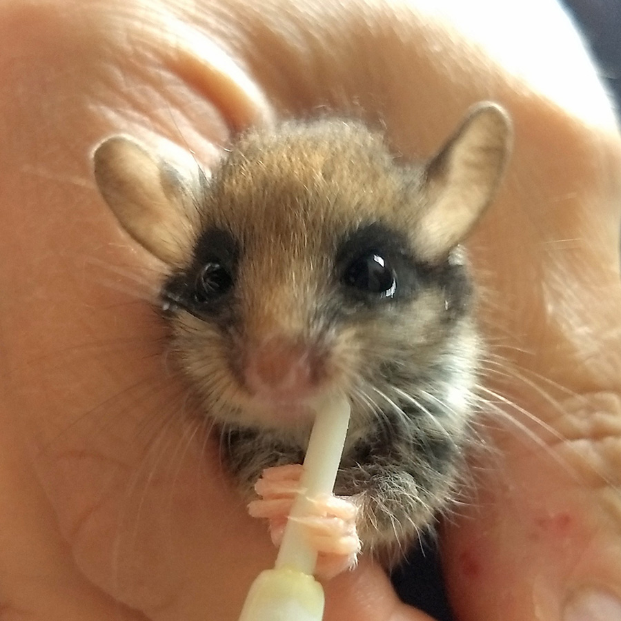  Private Wildtierstation in Idstein mit Lottogewinn