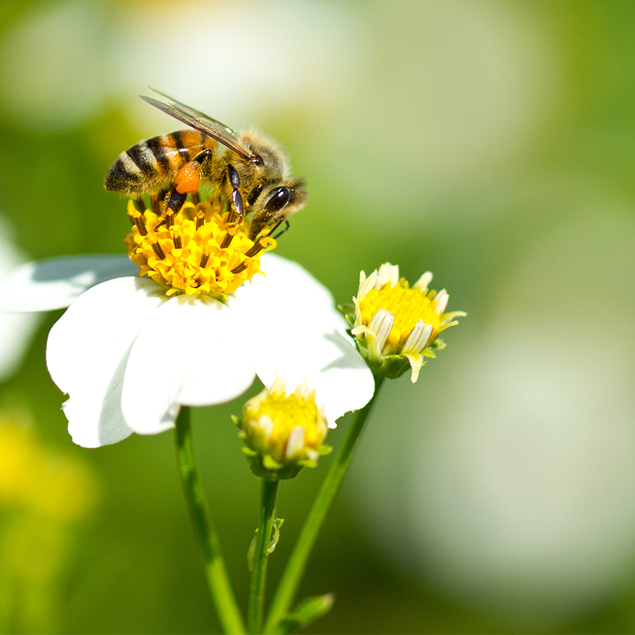Bensheimer Bienenzüchter im Lottoglück