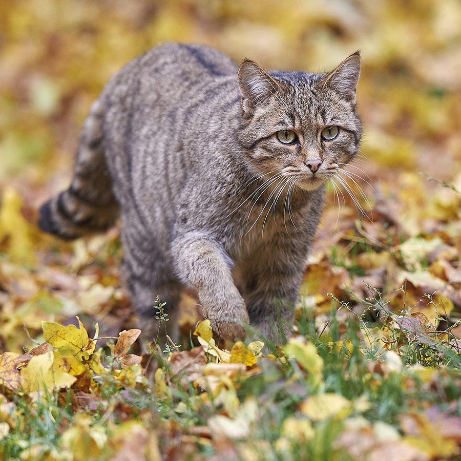  GENAU schafft Wildkatzenland an Werra und Meißner